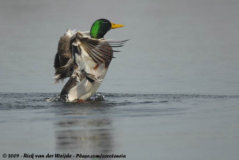 Mallard<br><i>Anas platyrhynchos platyrhynchos</i>