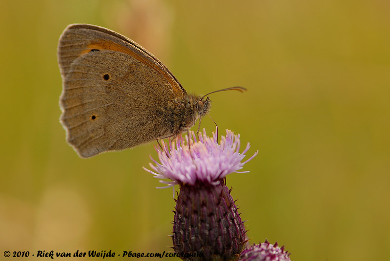 Meadow Brown<br><i>Maniola jurtina jurtina</i>