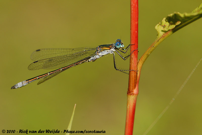 Robust Spreadwing<br><i>Lestes dryas</i>