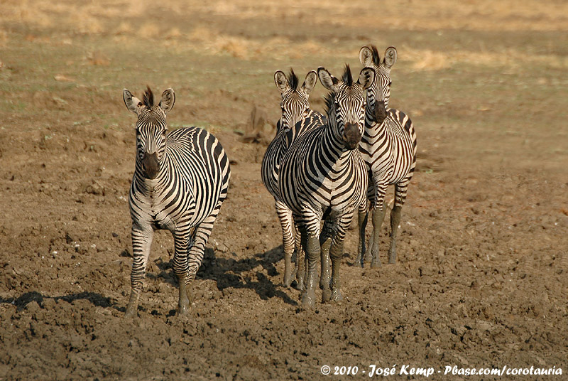 Crawshays Zebra<br><i>Equus quagga crawshaii</i>