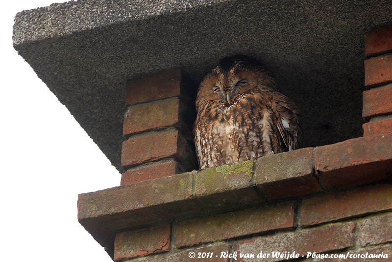 Tawny Owl<br><i>Strix aluco aluco</i>