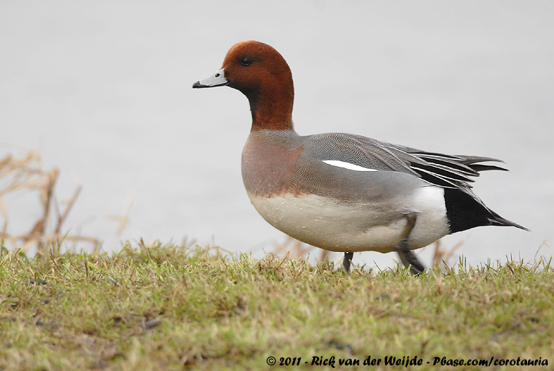 Eurasian Wigeon<br><i>Mareca penelope</i>