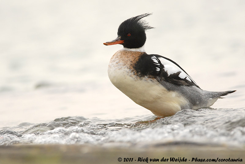 Red-Breasted Merganser<br><i>Mergus serrator</i>