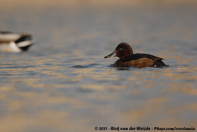 Ferruginous Duck<br><i>Aythya nyroca</i>