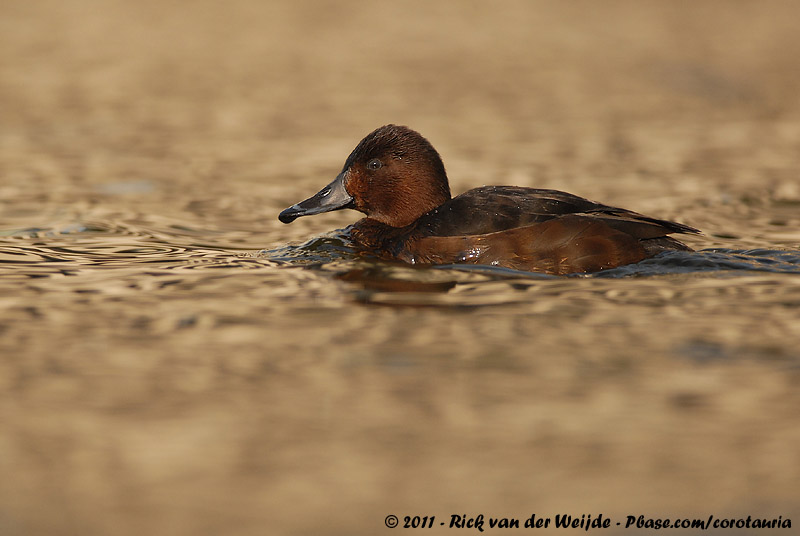 Ferruginous Duck<br><i>Aythya nyroca</i>
