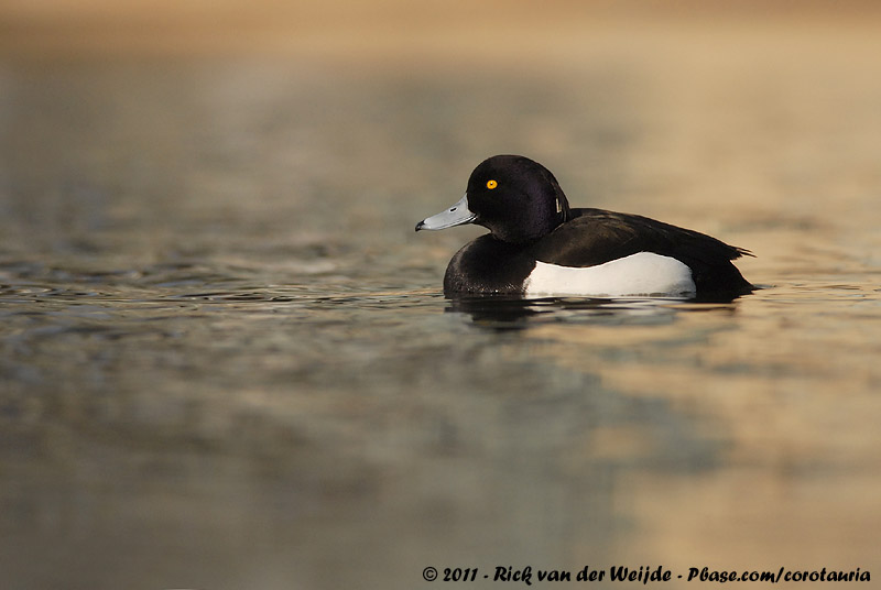 Tufted Duck<br><i>Aythya fuligula</i>