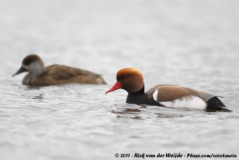 Red-Crested Pochard<br><i>Netta rufina</i>