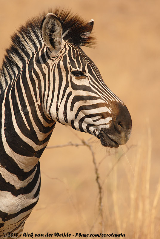 Grants Zebra<br><i>Equus quagga boehmi</i>