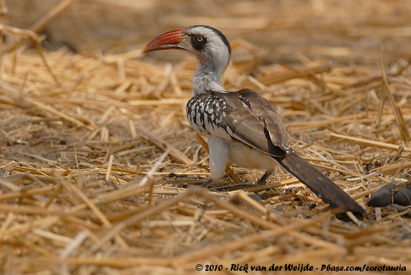 Ruaha Hornbill<br><i>Tockus ruahae</i>