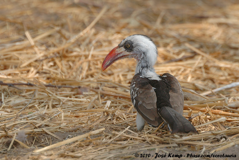 Ruaha Hornbill<br><i>Tockus ruahae</i>