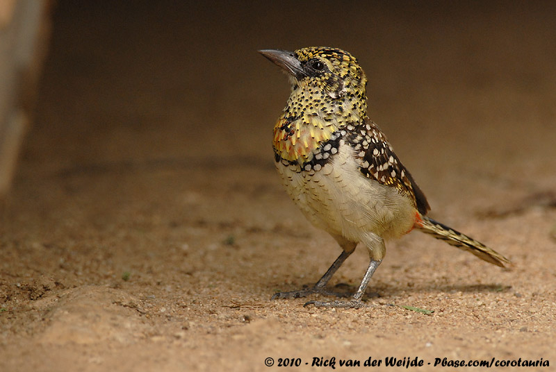 Usambiro Barbet<br><i>Trachyphonus usambiro</i>