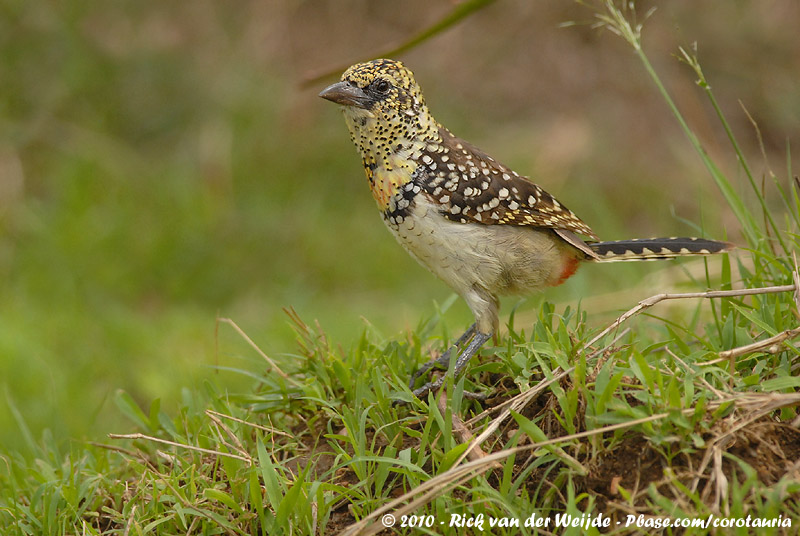 Usambiro Barbet<br><i>Trachyphonus usambiro</i>