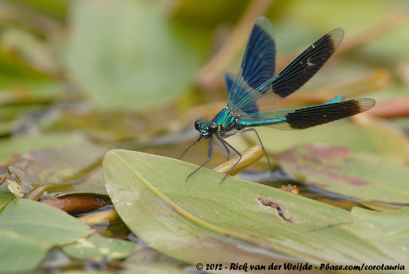 Banded Demoiselle<br><i>Calopteryx splendens splendens</i>
