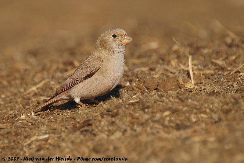 Trumpeter Finch<br><i>Bucanetes githagineus amantum</i>
