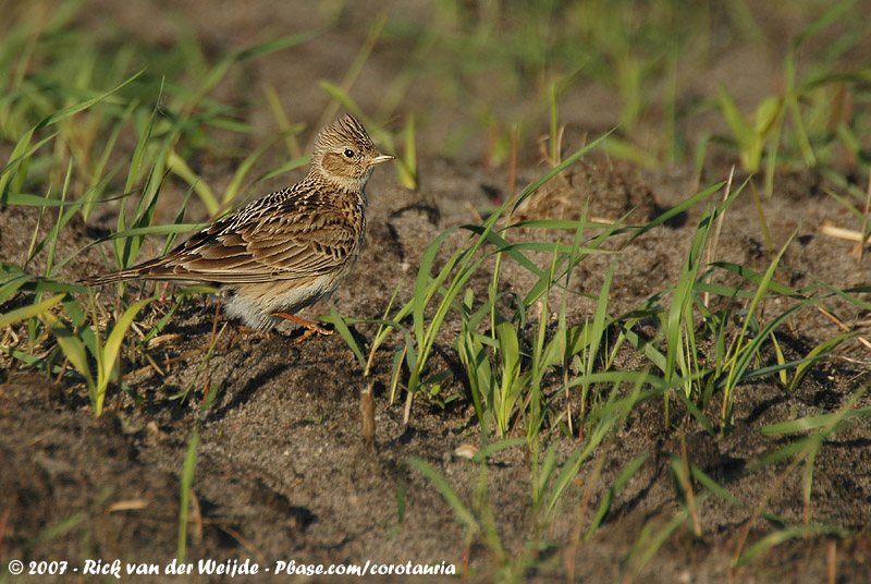 Eurasian Skylark<br><i>Alauda arvensis arvensis</i>