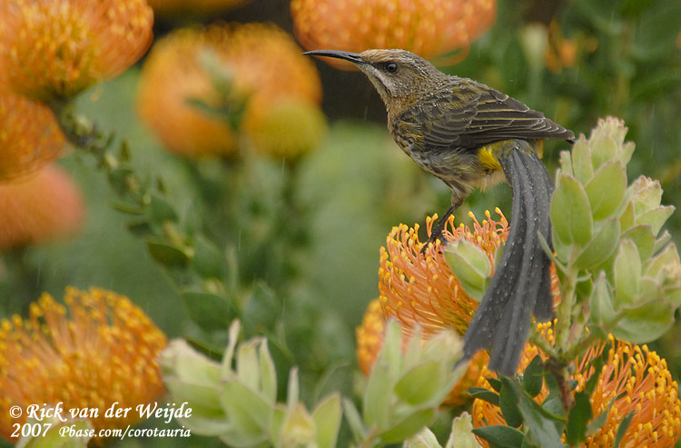 Kaapse Suikervogel