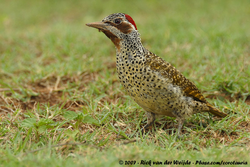 Bennetts Woodpecker<br><i>Campethera bennettii bennettii</i>