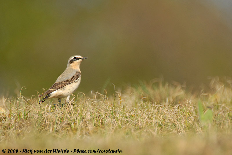 Northern Wheatear<br><i>Oenanthe oenanthe oenanthe</i>