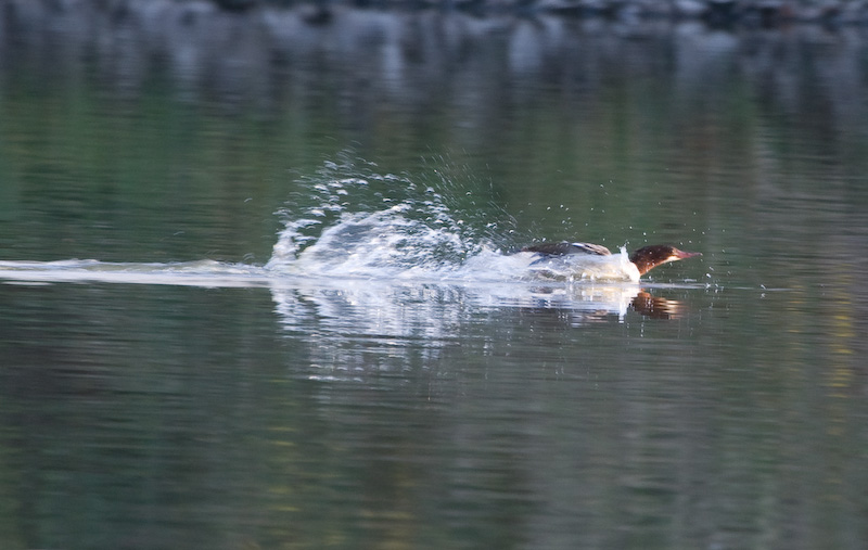 Merganser Splashdown