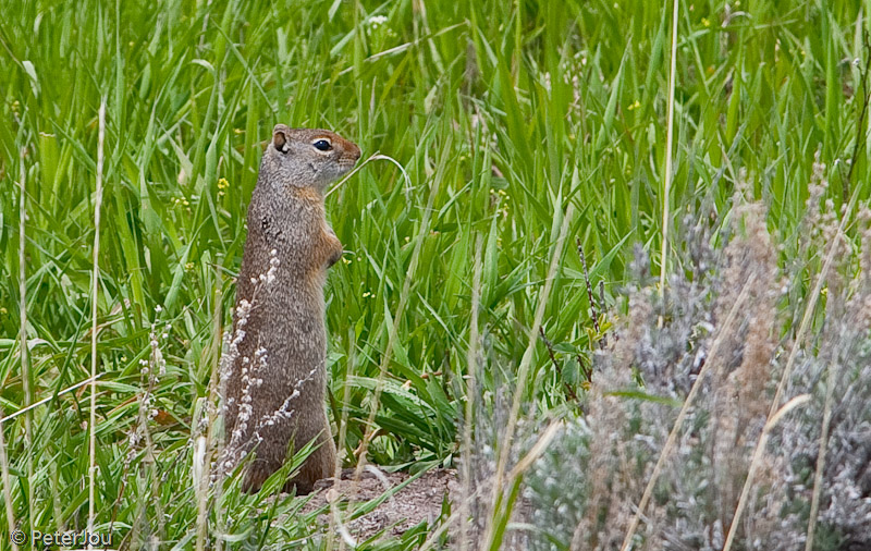 YellowStone