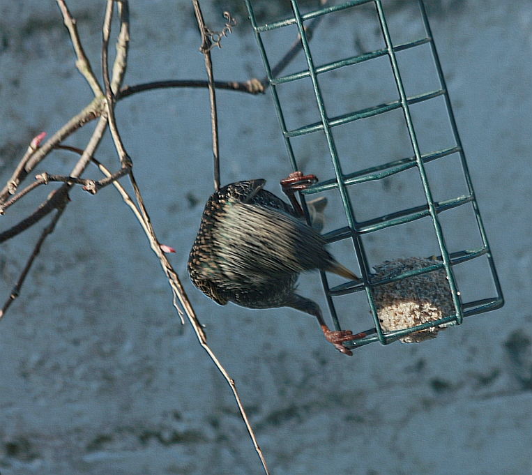 swinging starling