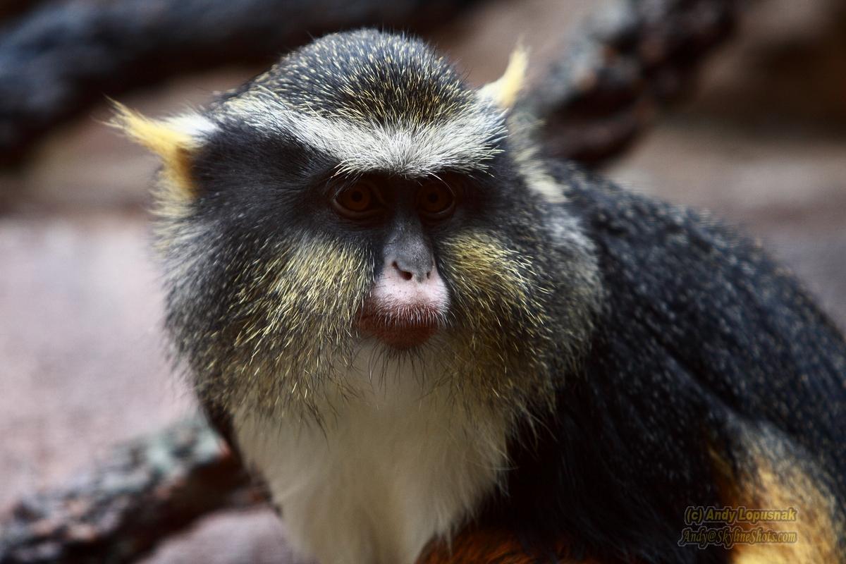 Henry Doorly Zoo - Omaha, NE