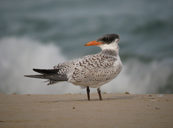 Caspian Tern juvenile