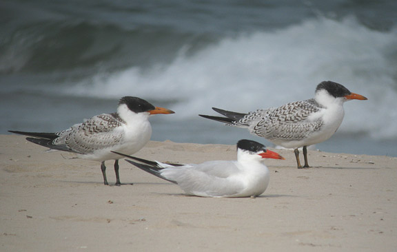 Caspian Terns