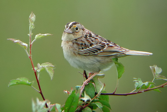 Grasshopper Sparrow