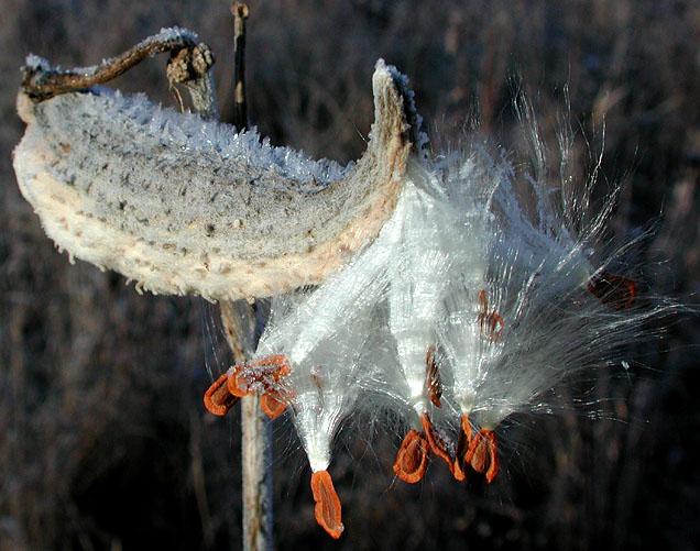 Frosted Milkweed