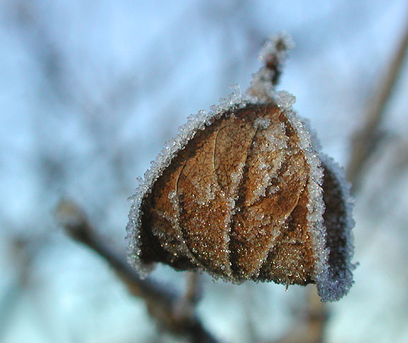 Frosted Leaf