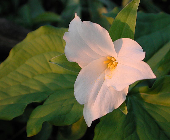 Giant Trillium