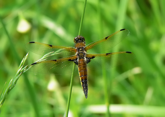 Four-spotted Skimmer