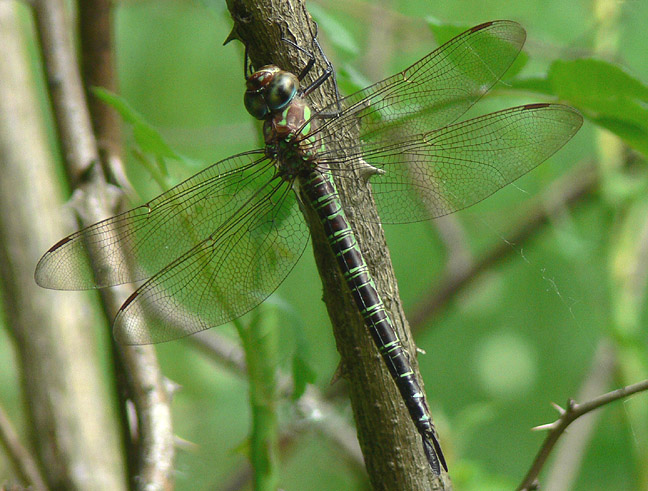 Swamp Darner