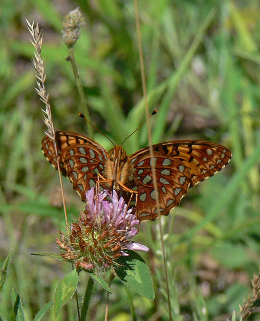 Aphrodite Fritillary