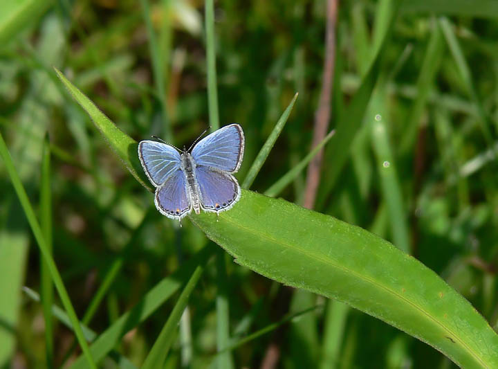 Eastern Tailed Blue