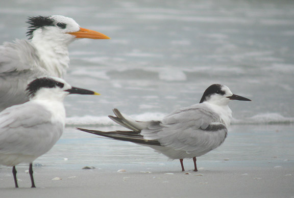 Common Tern with Royal and Sandwich terns