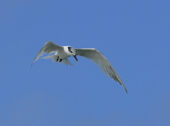 Sandwich Tern