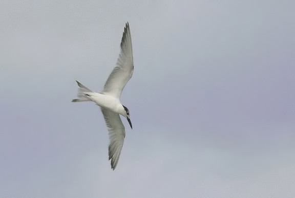 Sandwich Tern