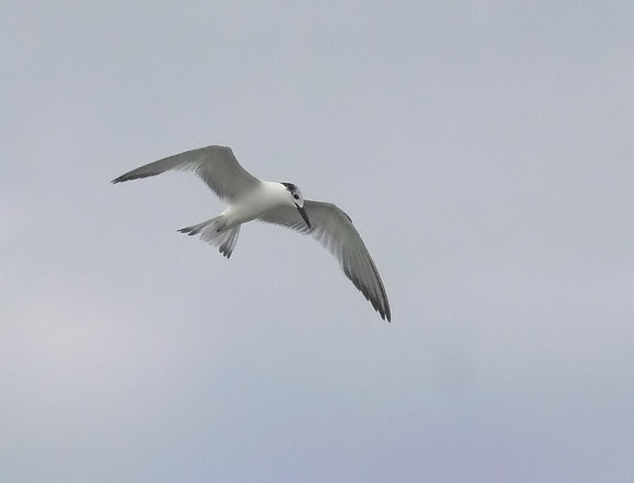 Sandwich Tern