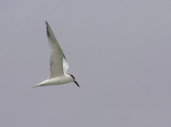 Sandwich Tern