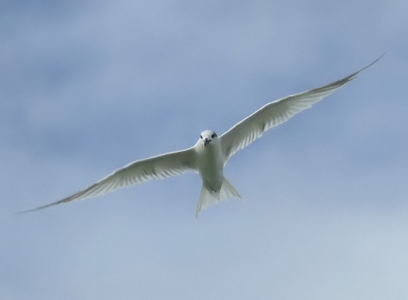 Sandwich Tern