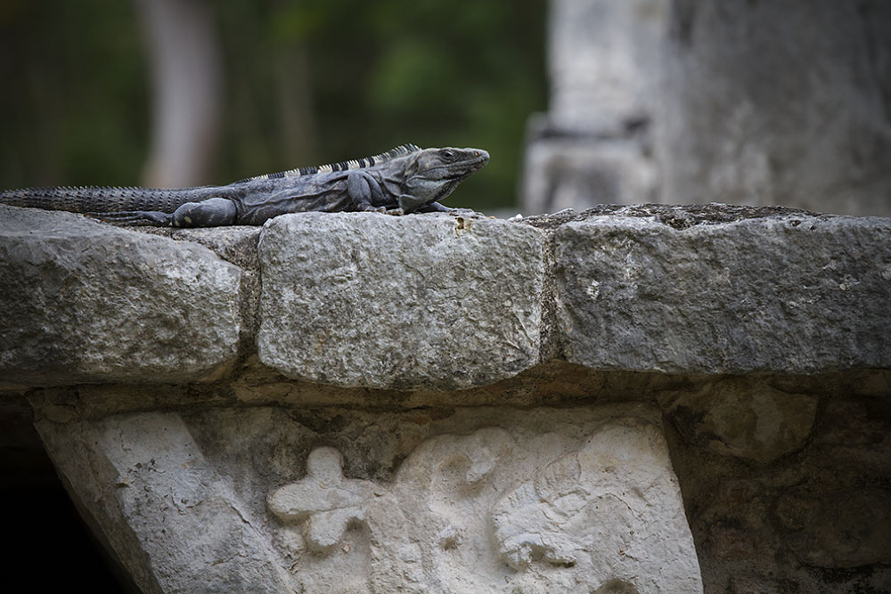 Lizard, Chichen Itza