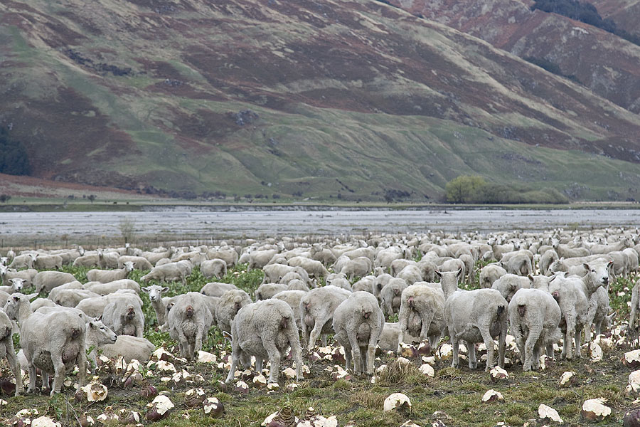 Again: Sheep, Sheep and more Sheep