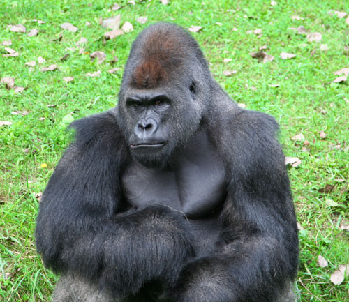 Gorilla