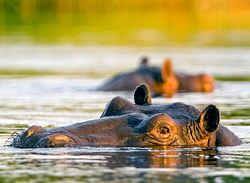 Hippo, Kaprivi