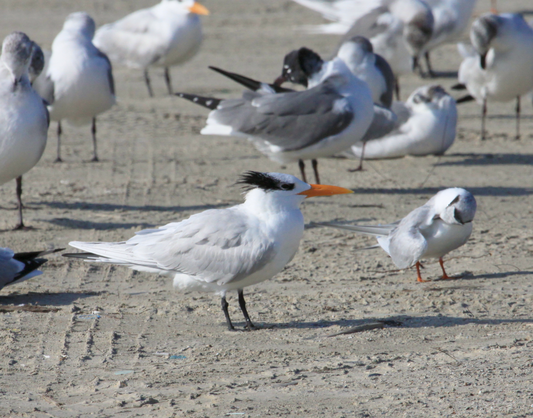 Tern - Royal 2-5-2012 TX.JPG