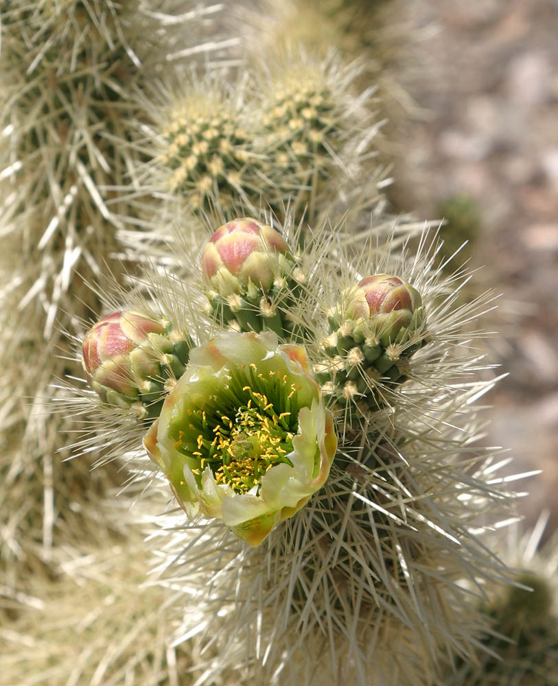 Teddy Bear Cholla #3