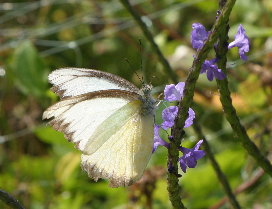 Butterfly Near Keating National Park