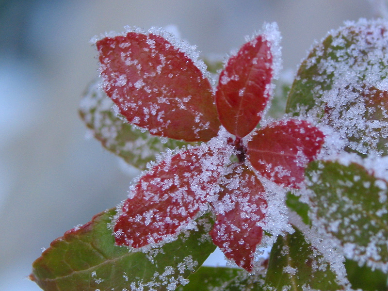 Frosted bush